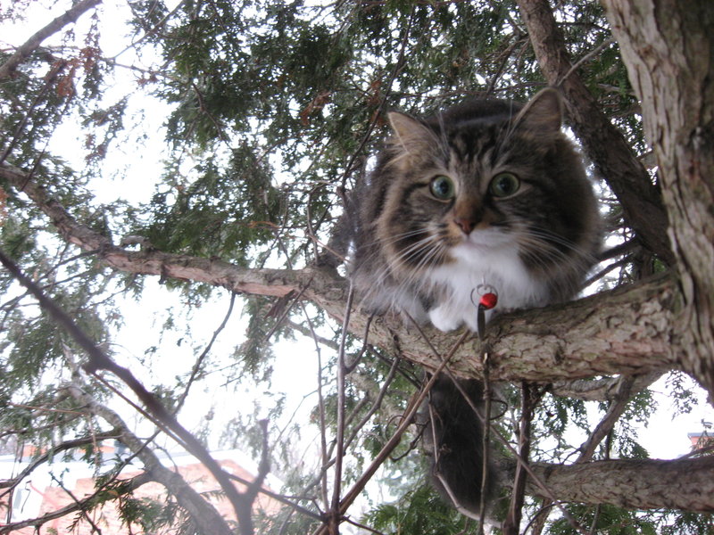 Gibson Tree Care
